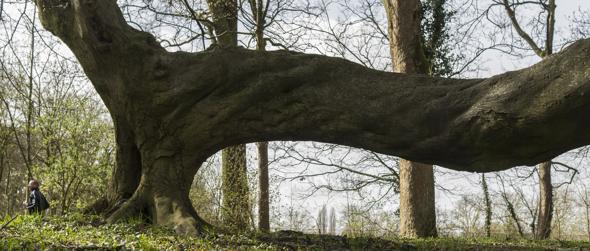 Jeudi 2 avril 2015, 15:37, bois de la Deûle, Lille