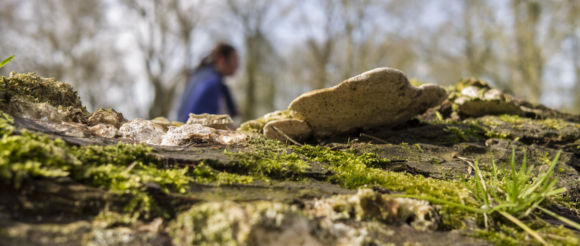 Jeudi 2 avril 2015, 15:57, bois de la Deûle, Lille