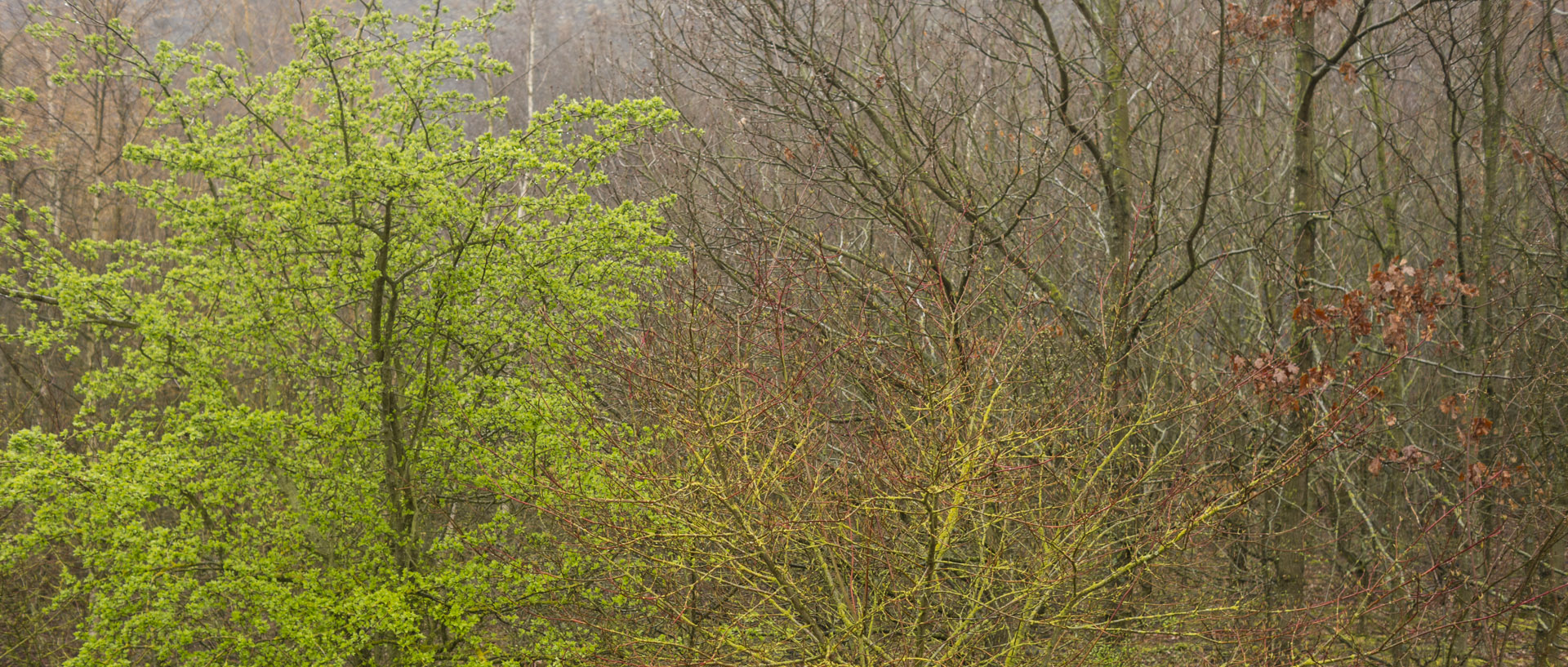 Vendredi 3 avril 2015, 15:19, terrils, Loos en Gohelle