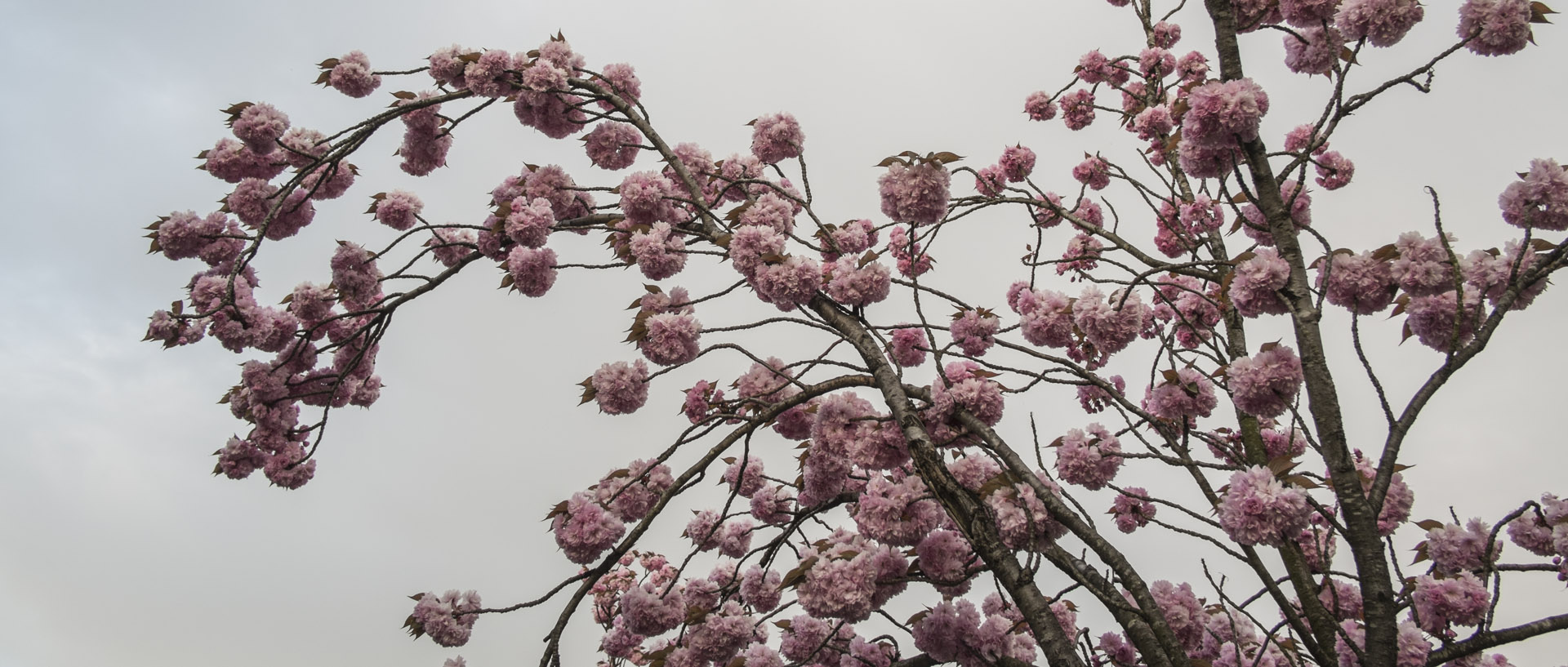 Samedi 25 avril 2015, 20:00, rue Léon-Dejardin, Croix