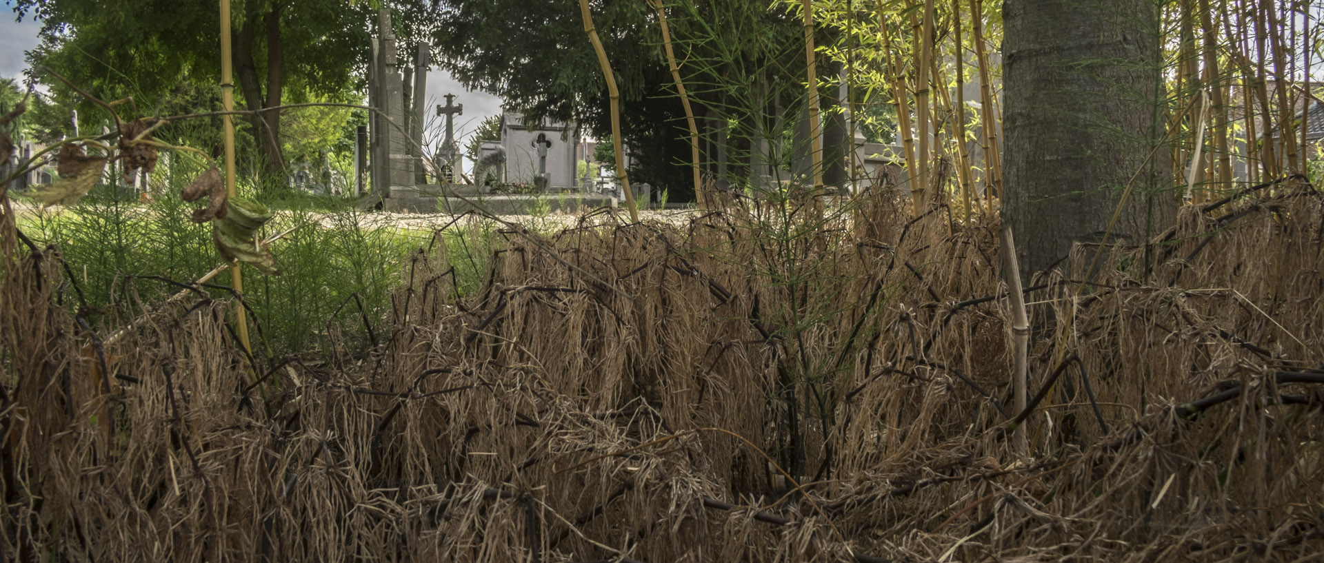 Mercredi 15 juillet 2015, 19:04, cimetière, Wasquehal