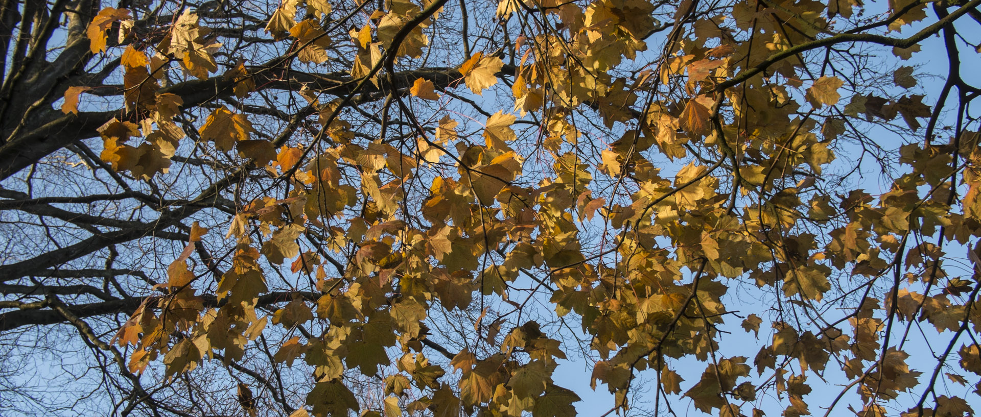 Vendredi 4 décembre 2015, 15:58, parc de la Mairie, Croix