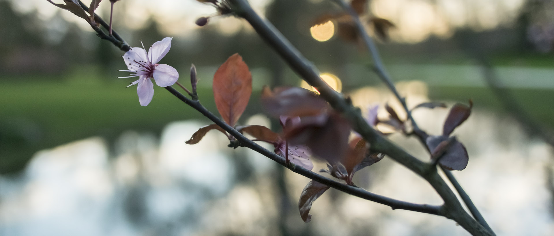 Vendredi 12 février 2016, 17:28, parc Barbieux, Roubaix