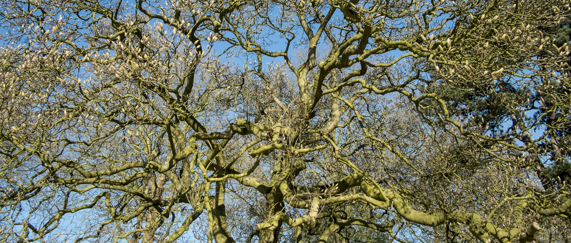 Mercredi 17 février 2016, 11:11, parc Barbieux, Roubaix