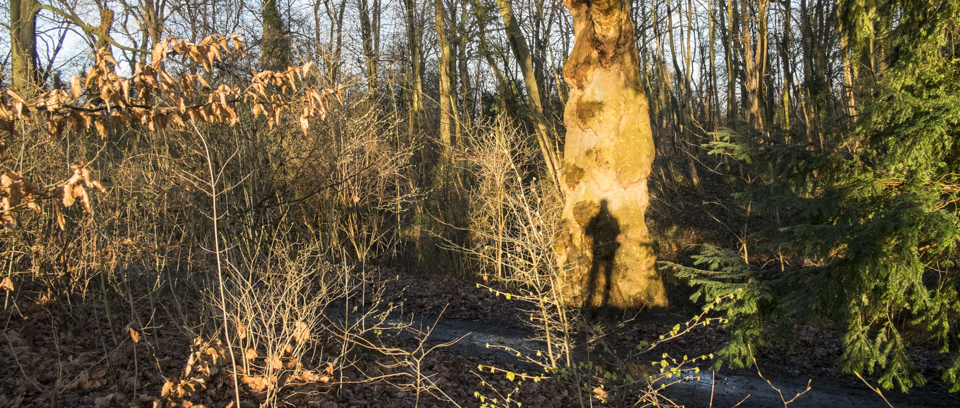 Lundi 7 mars 2016, 18:02, bois de Boulogne, Lille