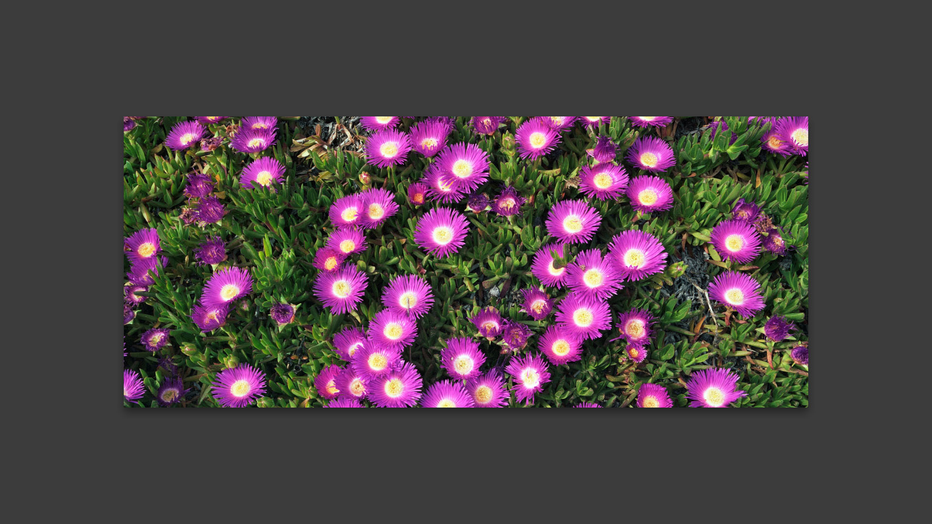 Fleurs, chemin du bazar. 