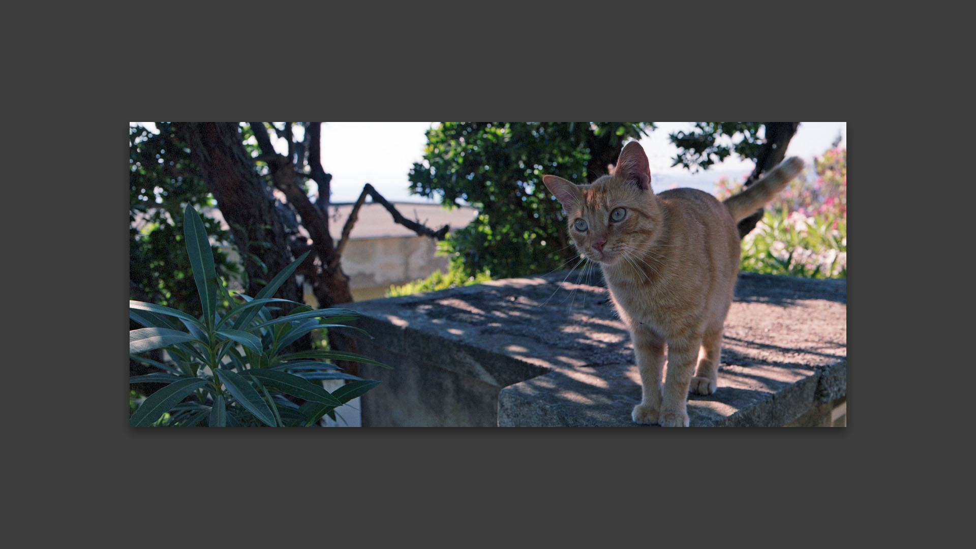 Chat, corniche des Arbousiers. 