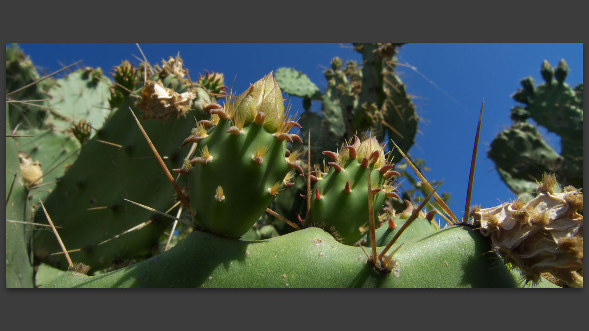 Cactus. 