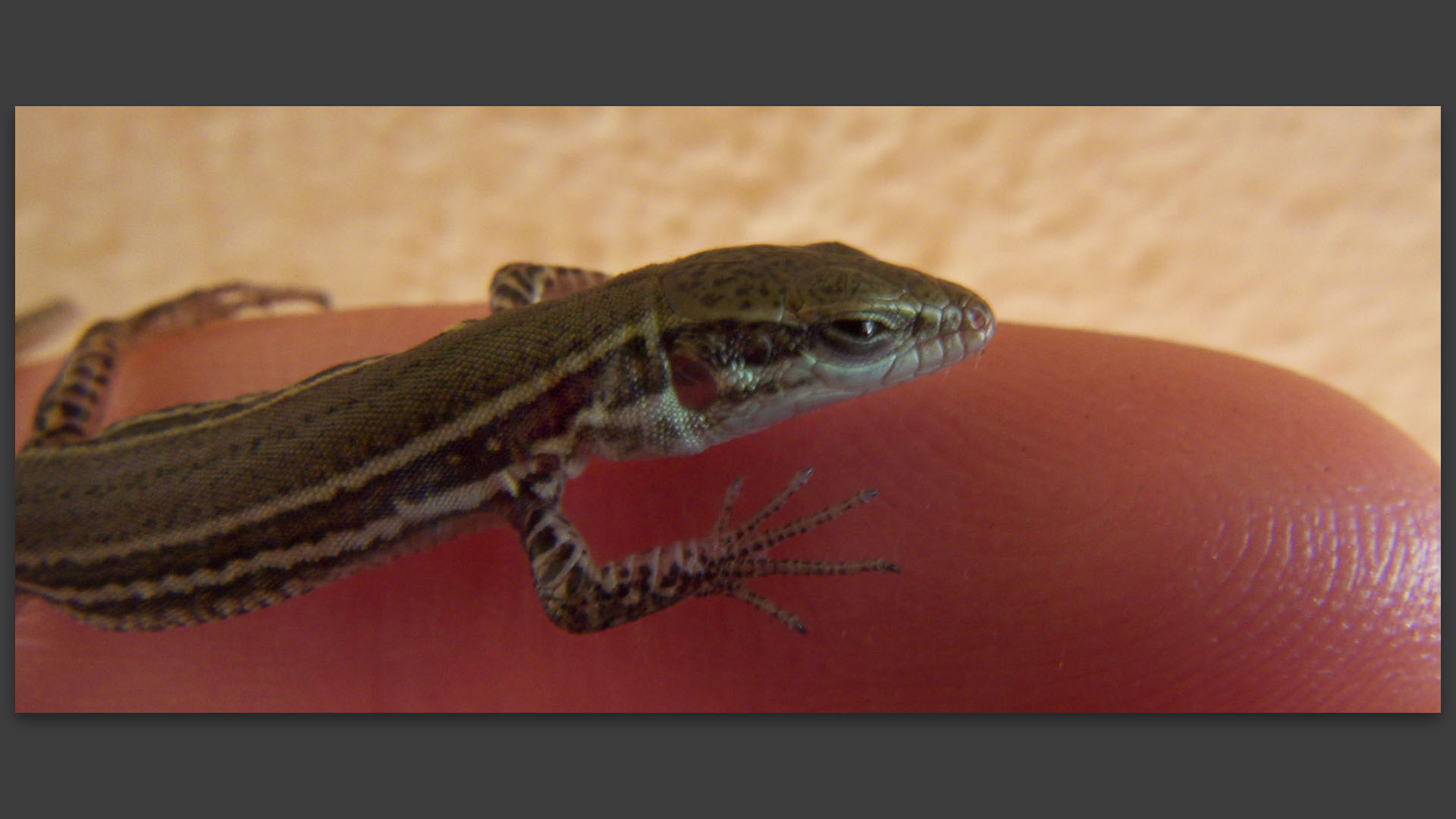 Petit lézard. 