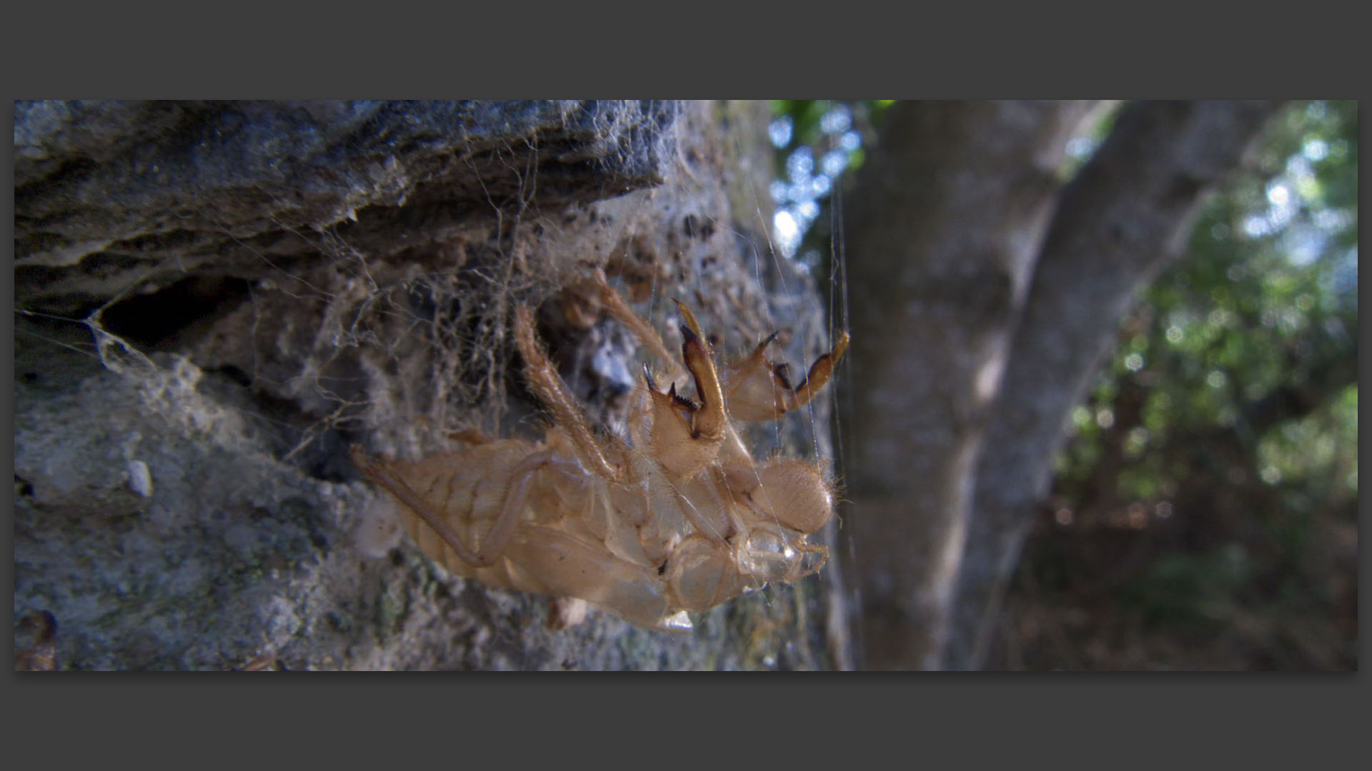 Carapace d'insecte. 