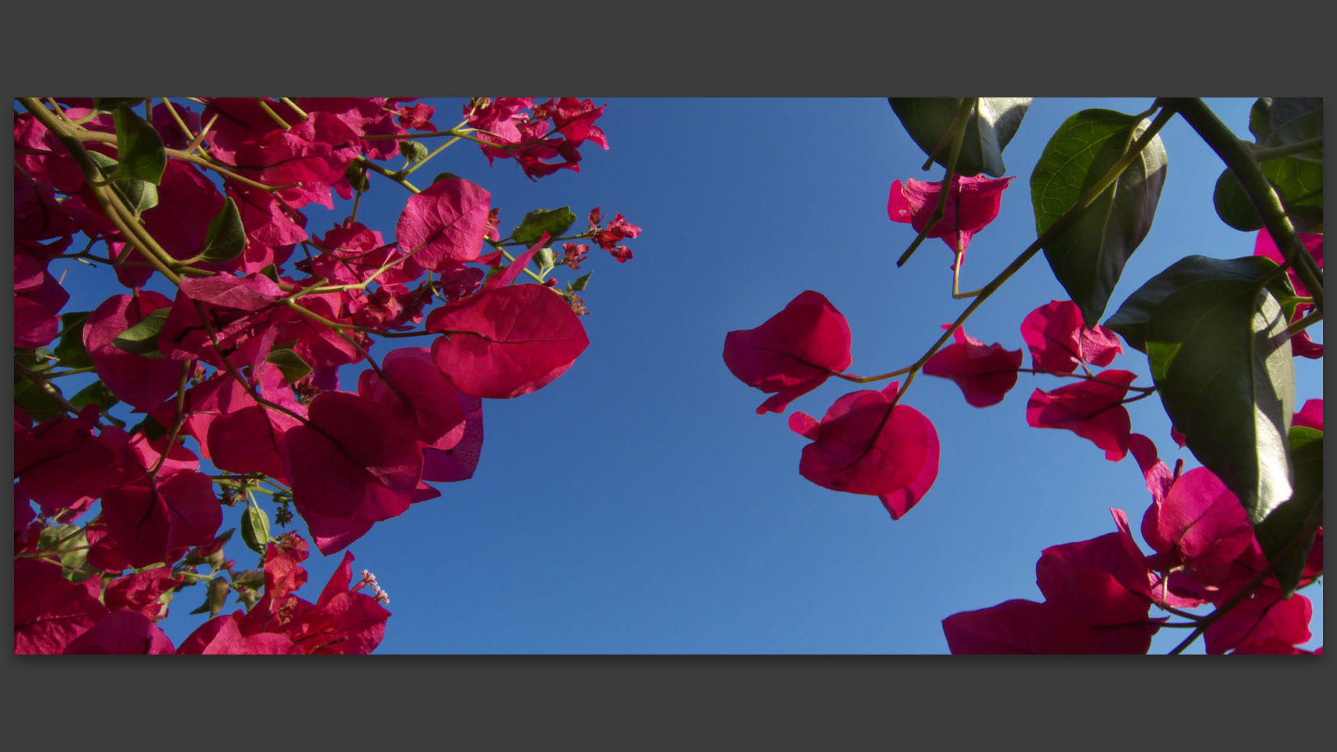 Bougainvillier. 