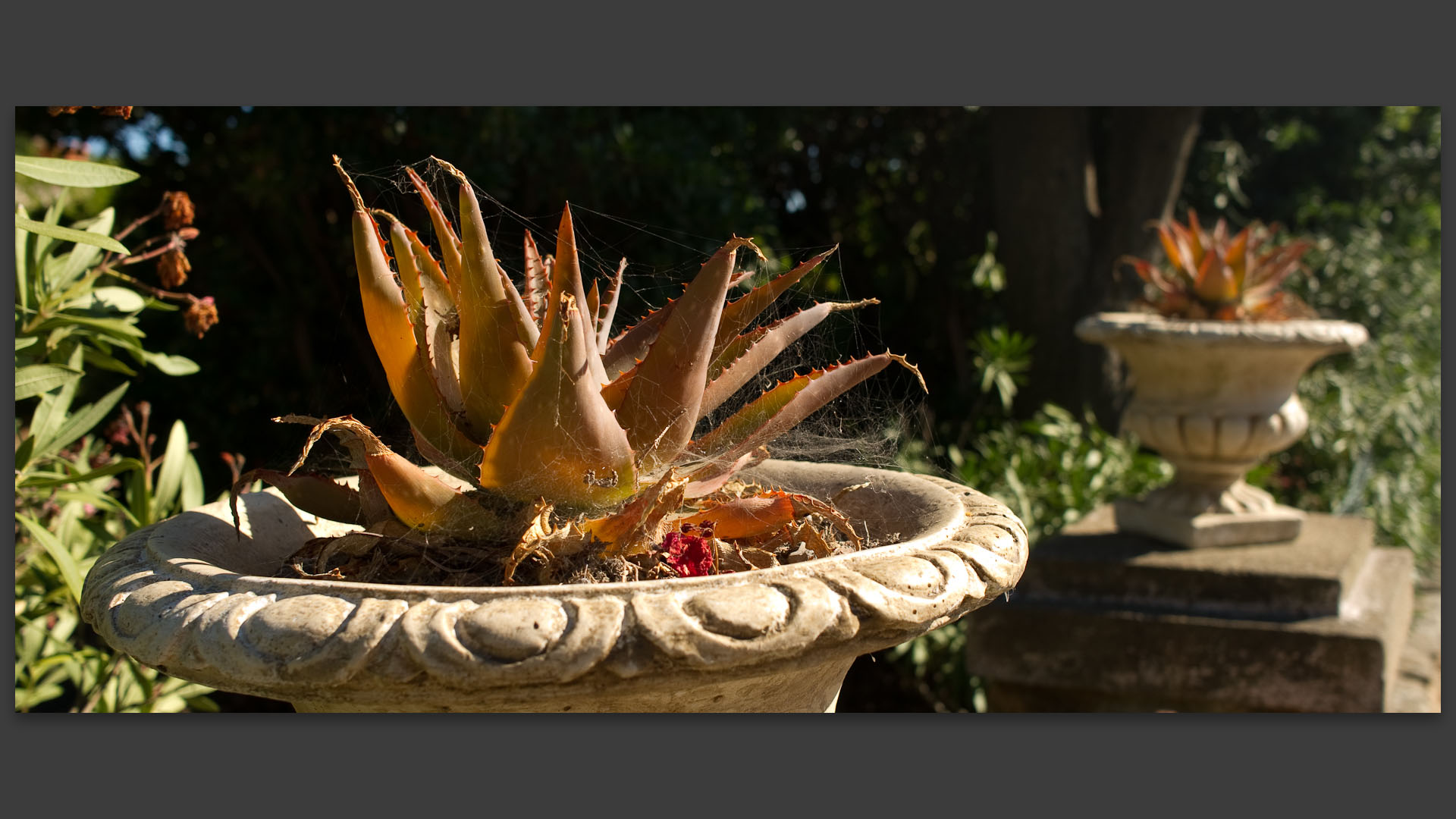 Cactus sur le chemin de la Perspective. 