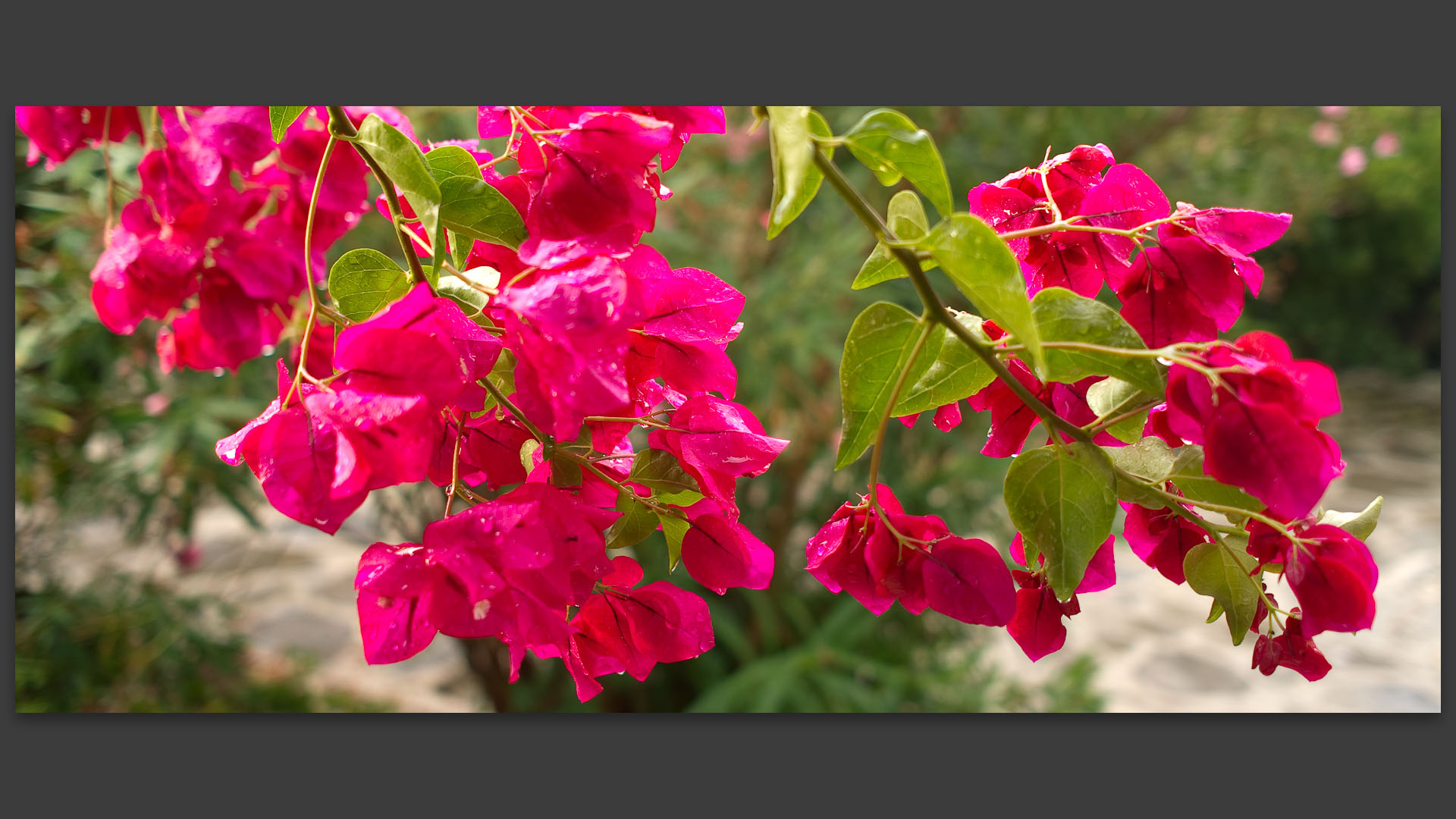 Bougainvillier après l'orage. 