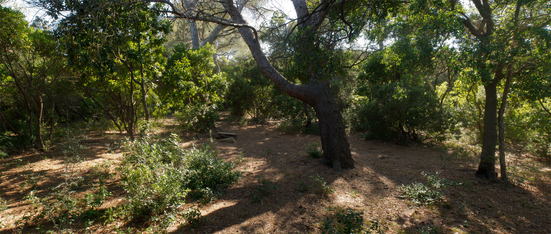 Pinède dans le domaine des Arbousiers, île du Levant.