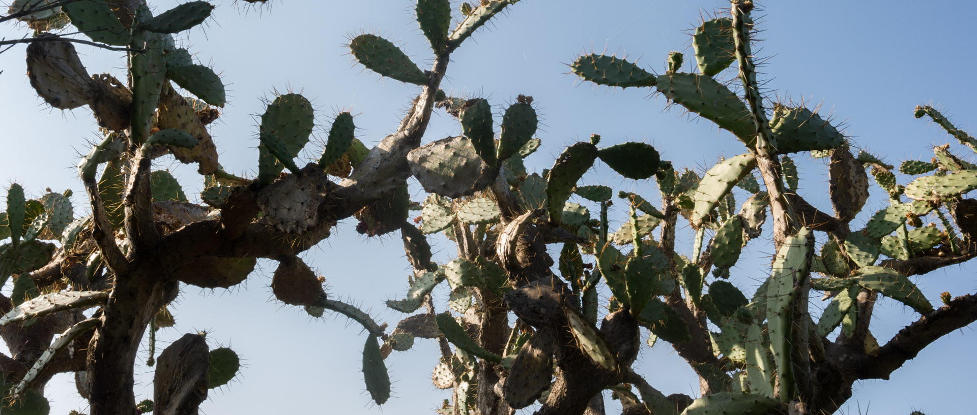 Cactus, île du Levant.