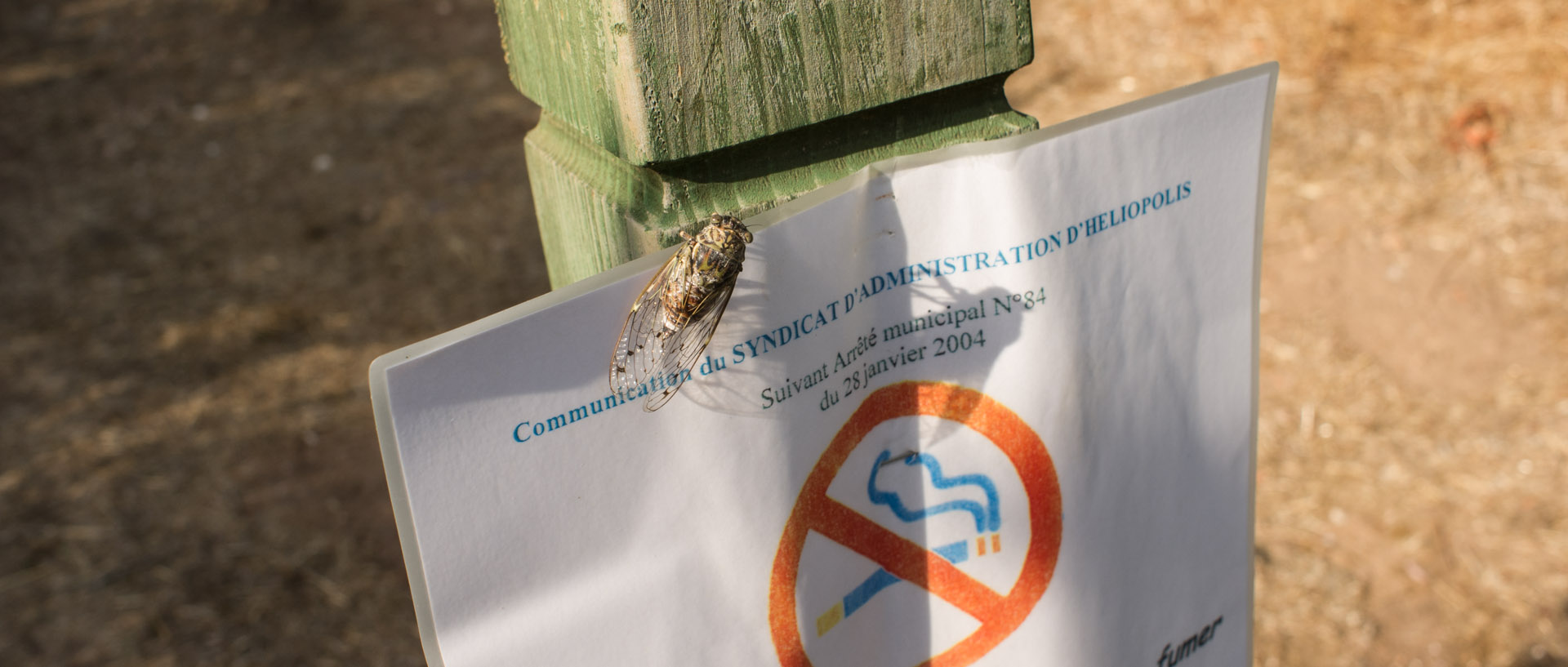 Cigale lisant une communication du syndicat d'administration d'Héliopolis, île du Levant.