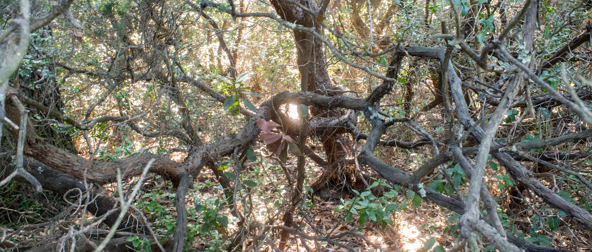 Branchages, domaine des Arbousiers, île du Levant.