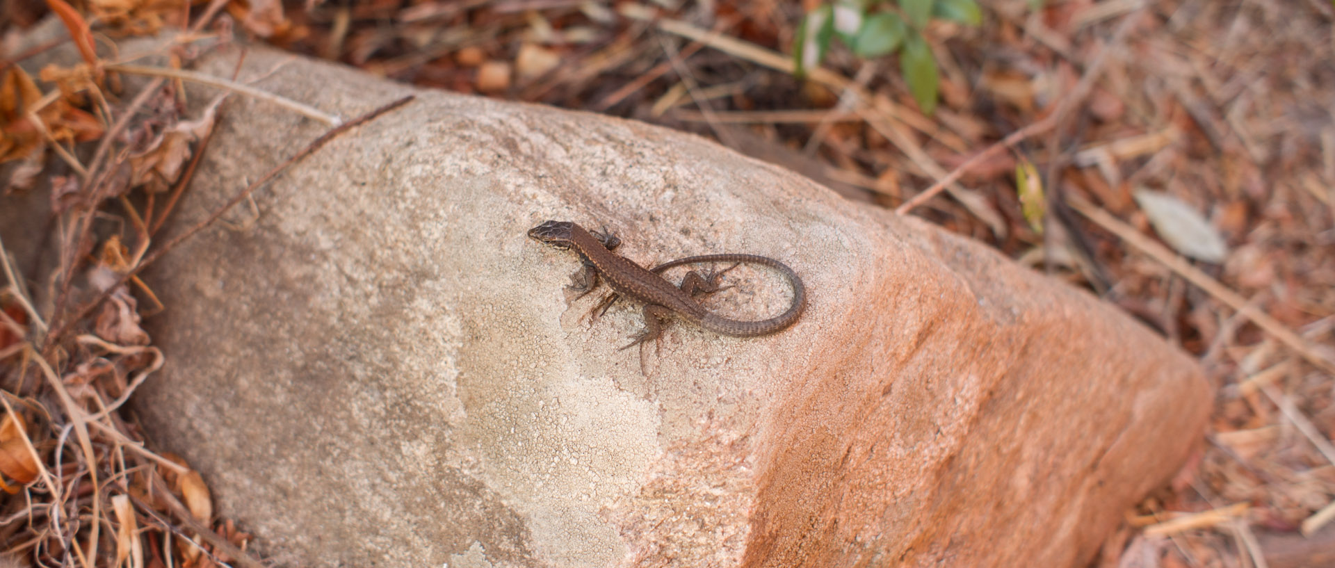 Lézard, île du Levant.