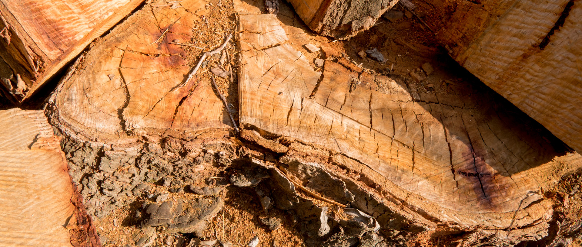 Souche d'arbre à l'île du Levant.