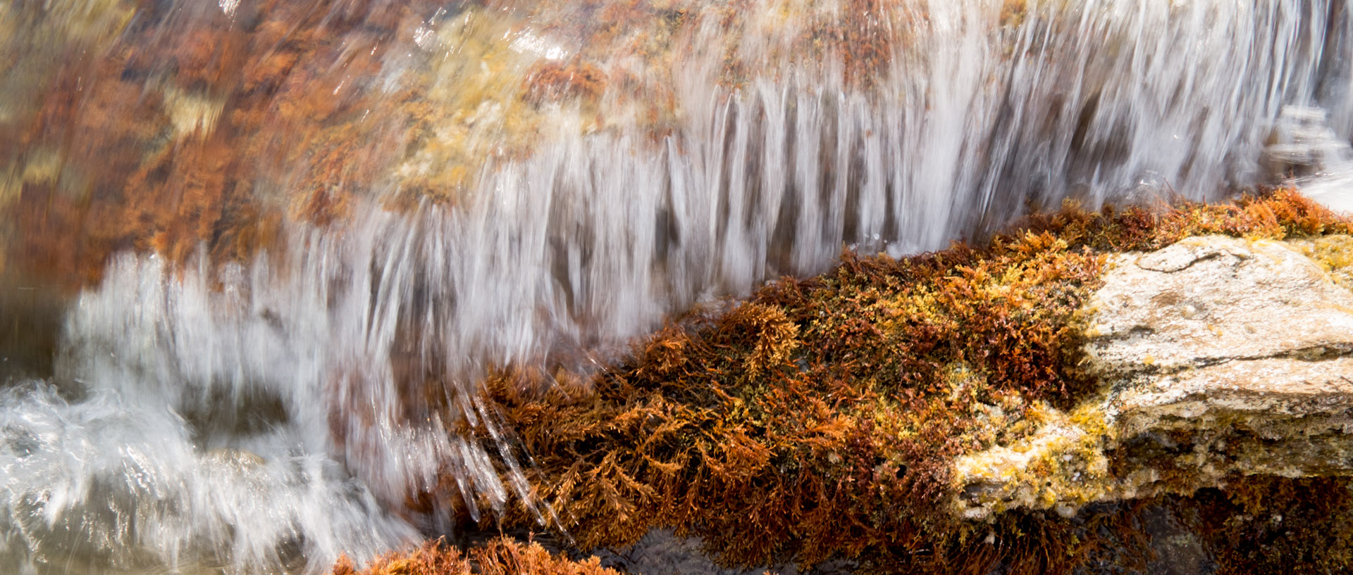 Vagues sur des algues, à l'île du Levant.