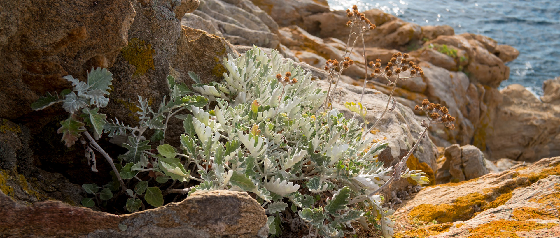 Végétation au bord de mer, à l'île du Levant.