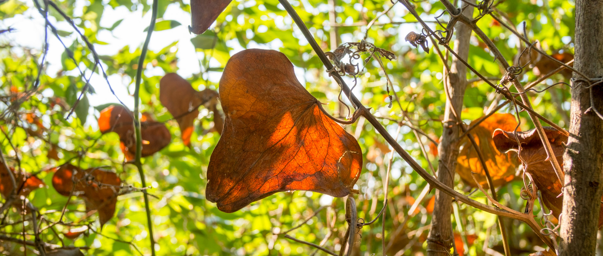 Feuille, à l'île du Levant.