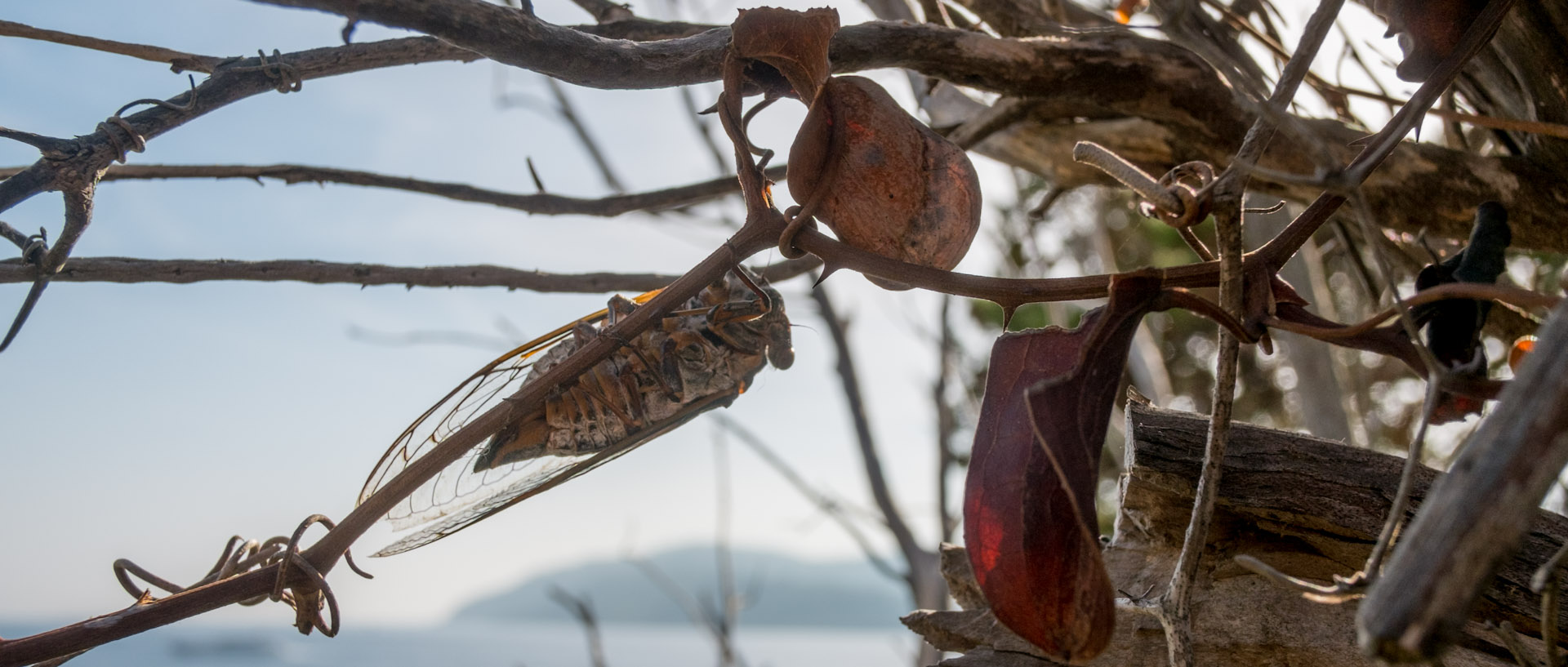 Cigale sur un arbre, au bord de la mer, à l'île du Levant.