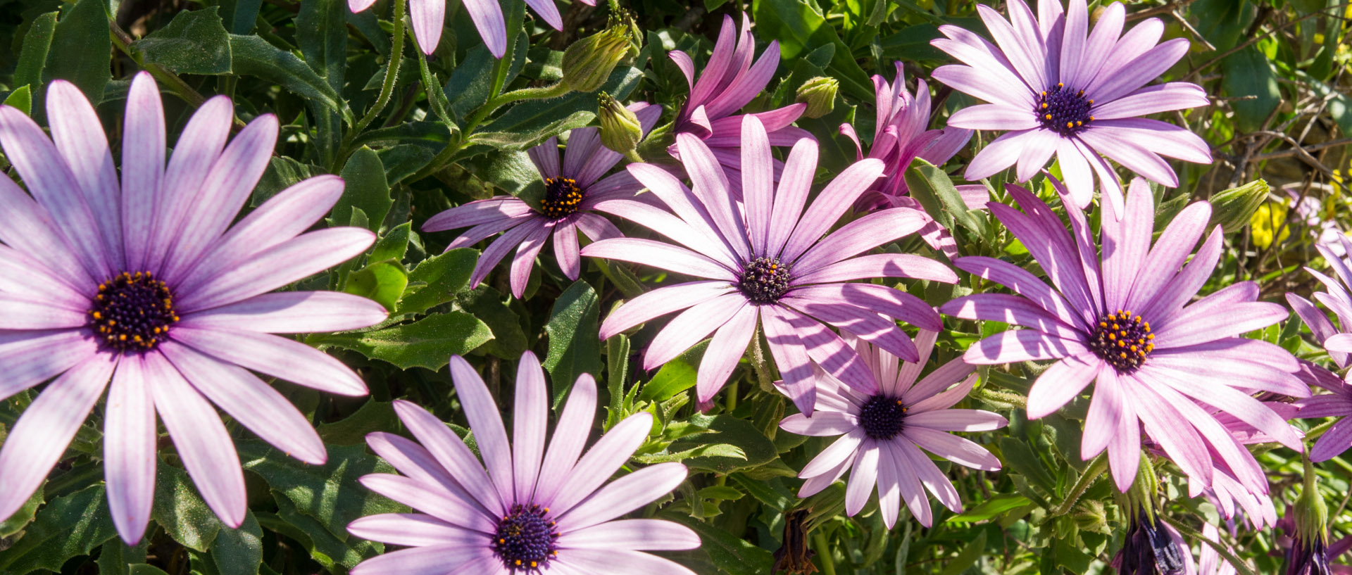 Fleurs sur l'île du Levant.