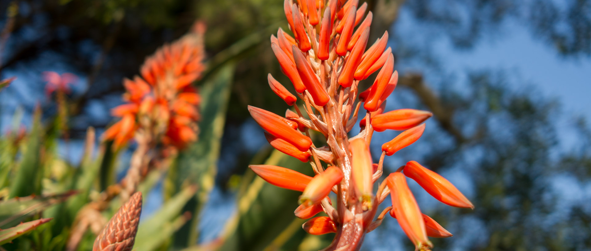 Fleurs sur l'île du Levant.