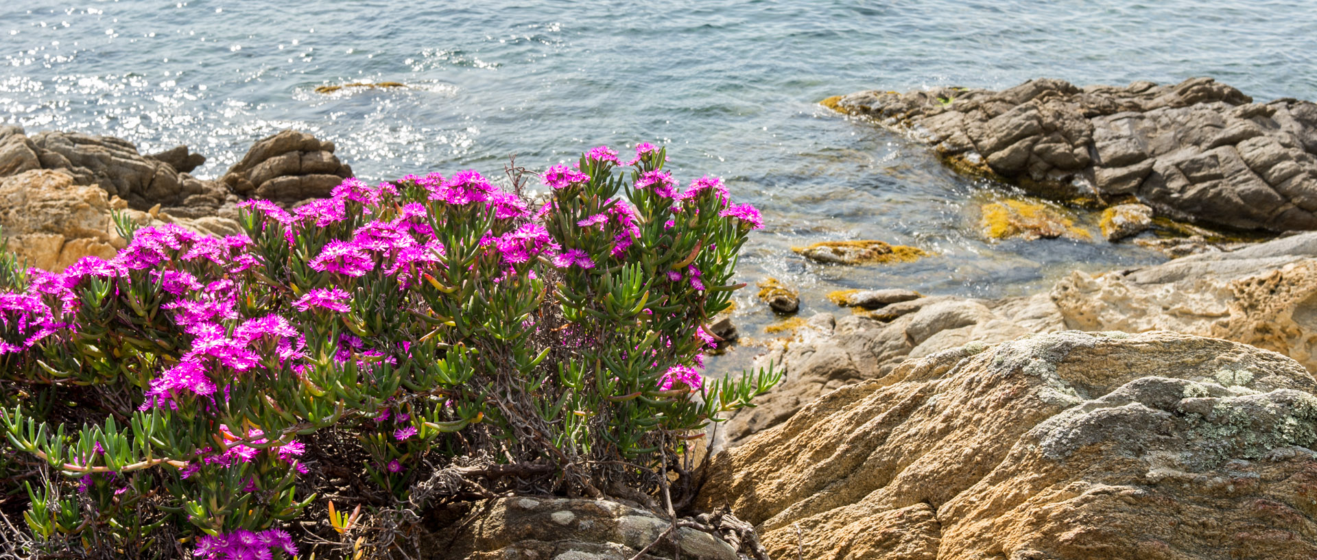 Fleurs au bord de la mer, à l'île du Levant.