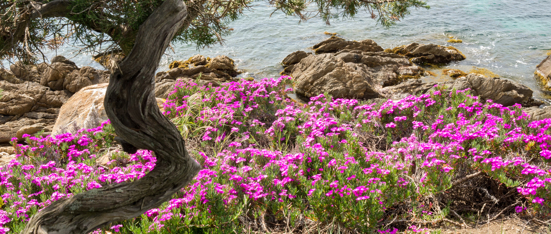 Fleurs au bord de la mer, à l'île du Levant.