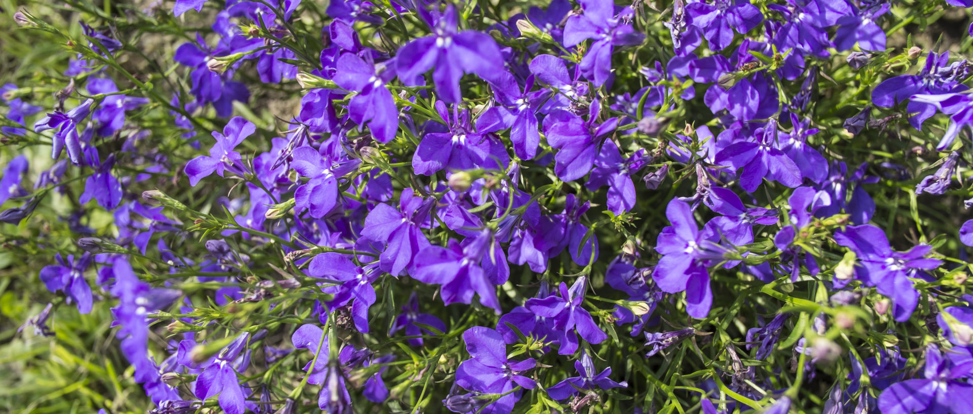 Fleurs / Flowers Jeudi 12 juin 2014, 17:39, Croix