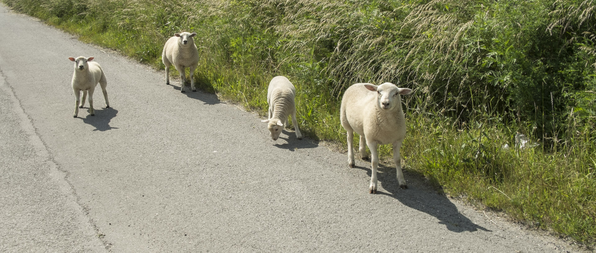 Brebis égarées / Lost sheeps Vendredi 13 juin 2014, 15:51, Quesnoy sur Deûle