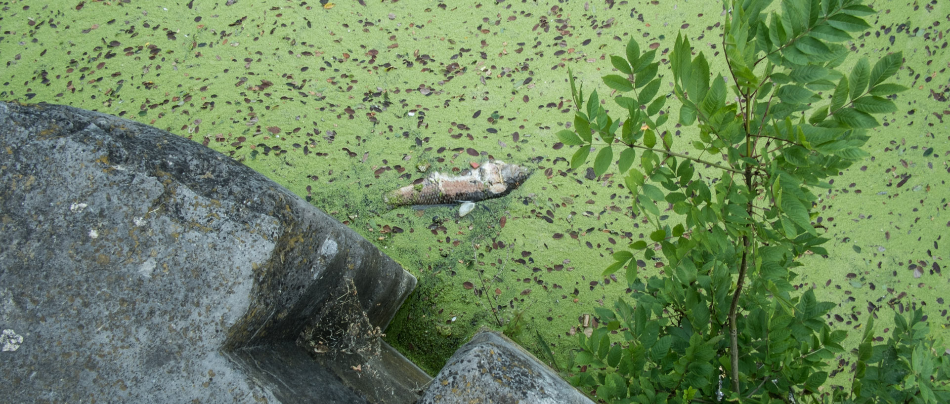 Poisson mort / Dead fish Lundi 23 juin juin 2014, 19:06, canal de Roubaix, Wasquehal