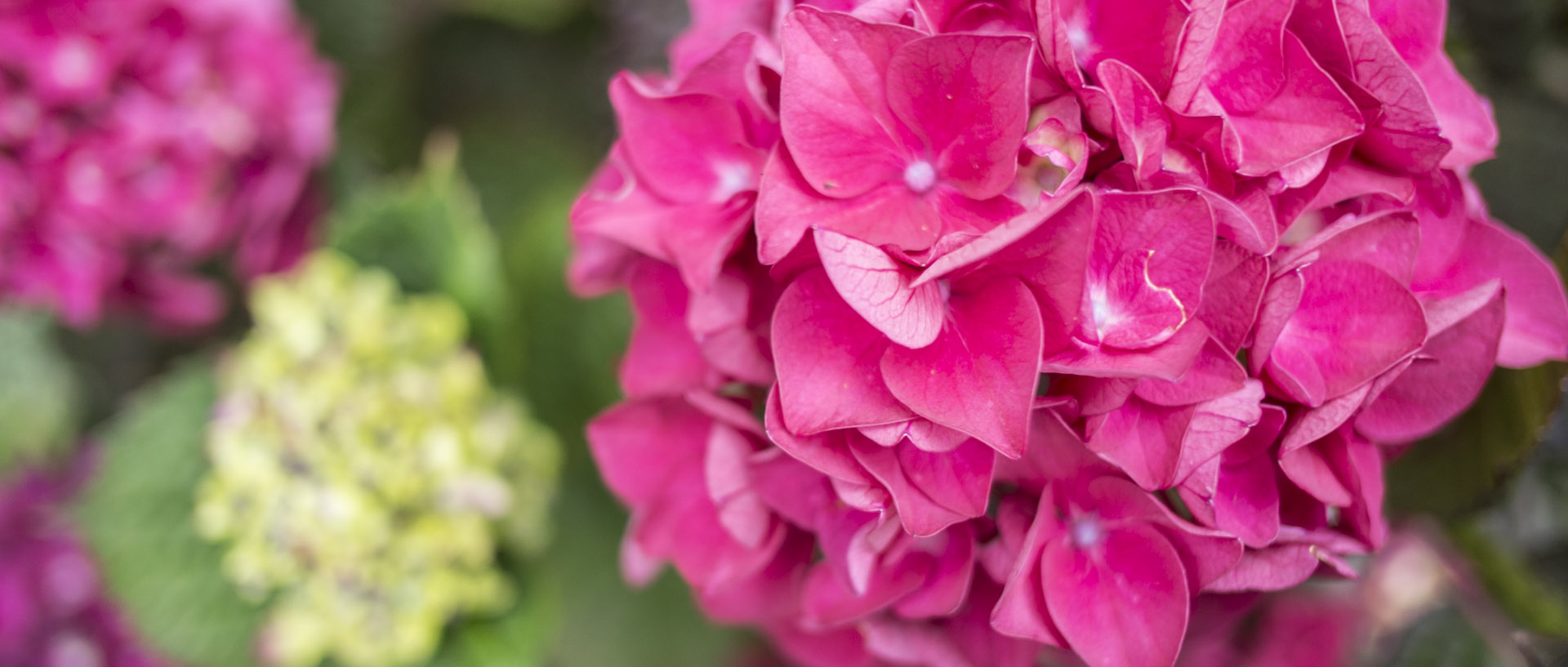 Hortensia / Hydrangea Lundi 7 juillet 2014, 21:07, Croix