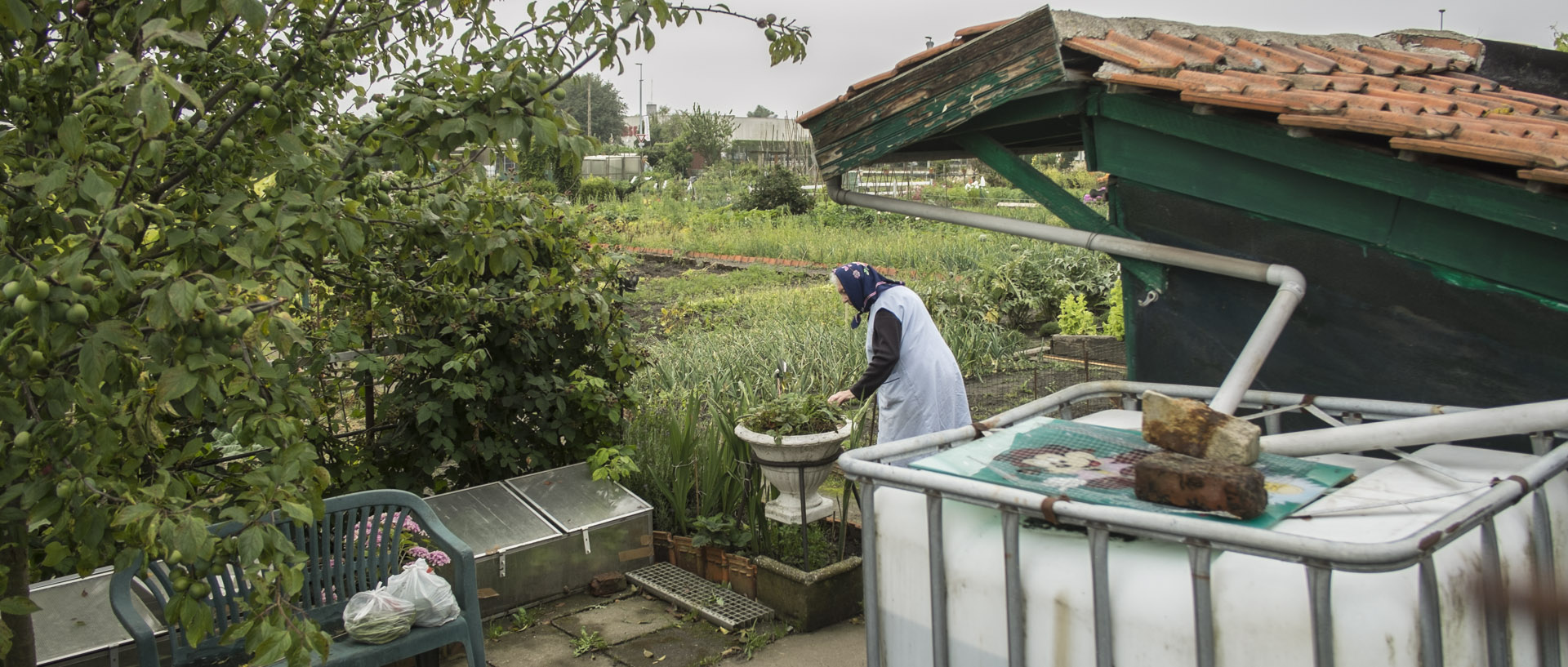 Au jardin / In garden Jeudi 10 juillet 2014, 17:50, rue Saint-Antoine, Wattrelos