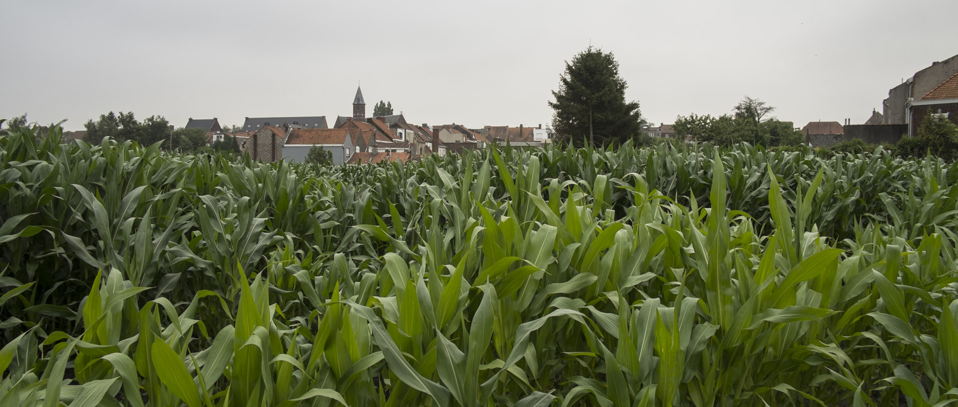 Derrière le maïs, la Belgique / Behind corn, Belgium Jeudi 10 juillet 2014, 17:52, rue Saint-Antoine, Wattrelos