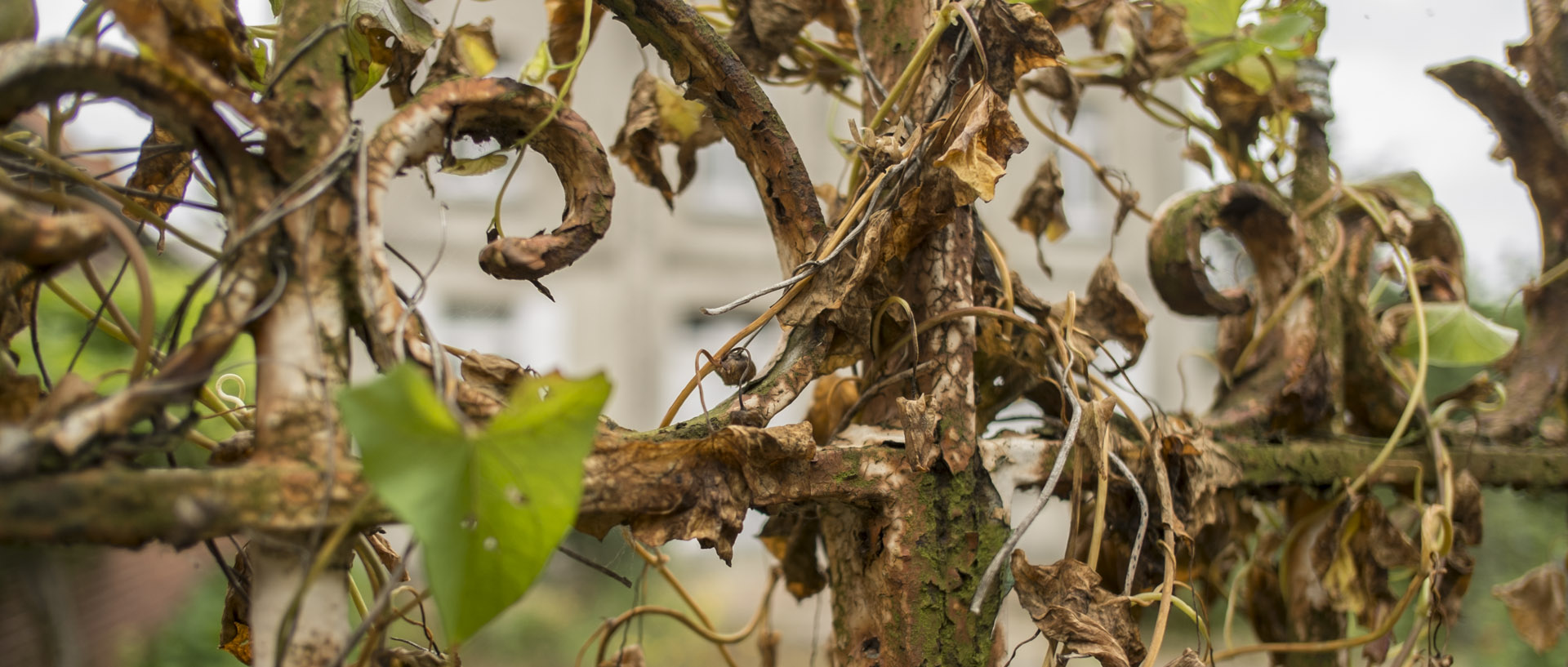 Arabesque de rouille / Arabesque of rust Samedi 12 juillet 2014, 12:01, Bersée