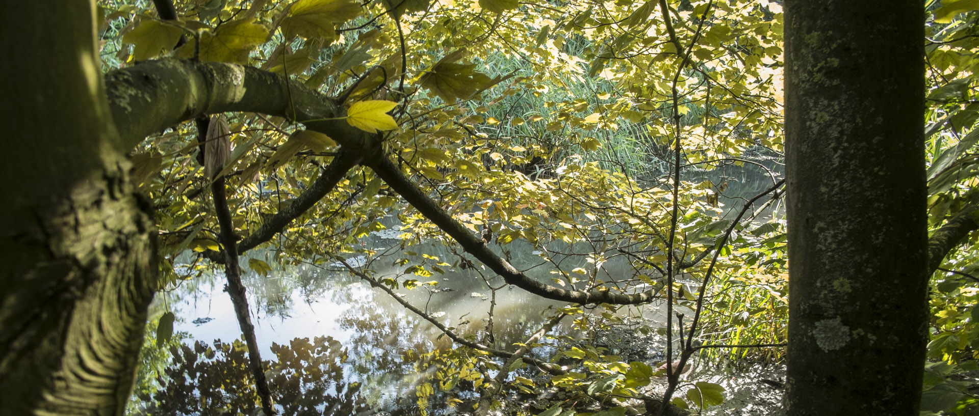 Verdure / Greenery Vendredi 18 juillet 2014, 17:26, la Marque, Croix