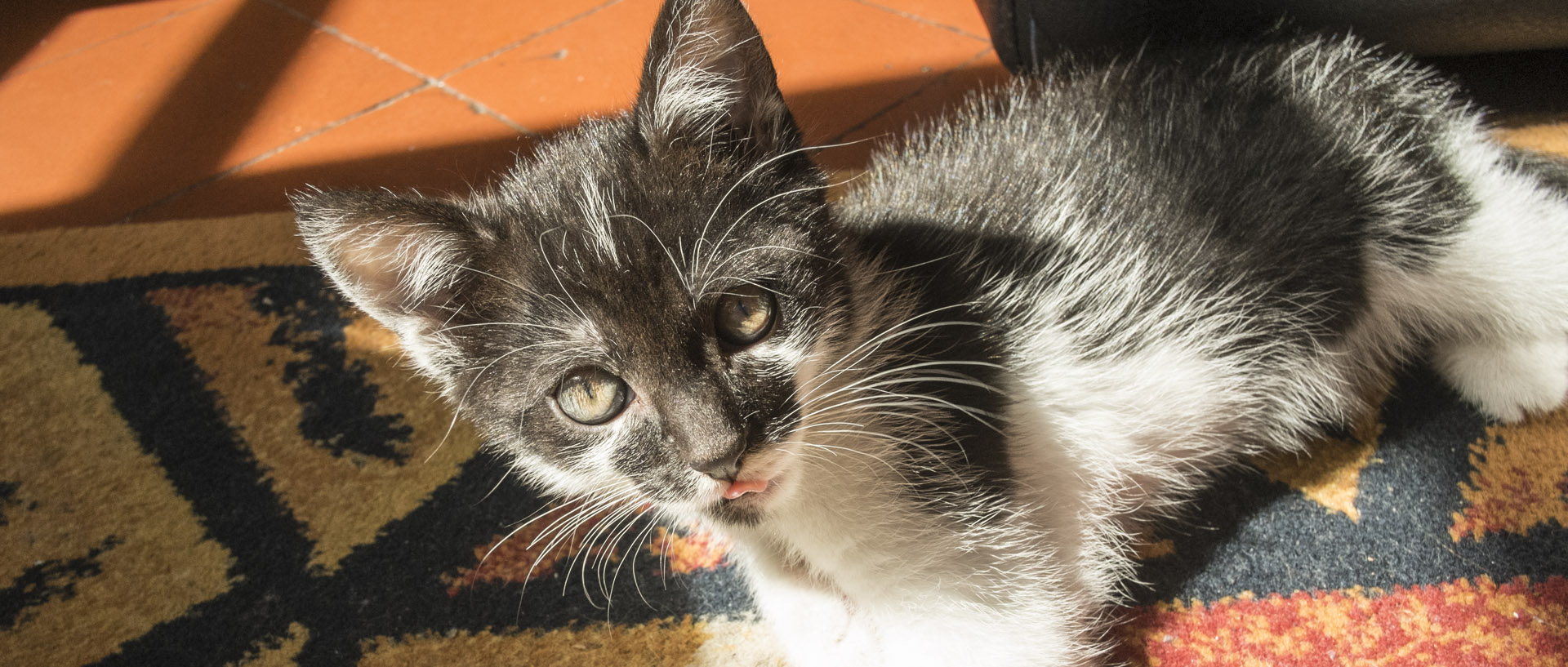 Langue au chat / Cat's tong Dimanche 27 juillet 2014, 16:29, Couin