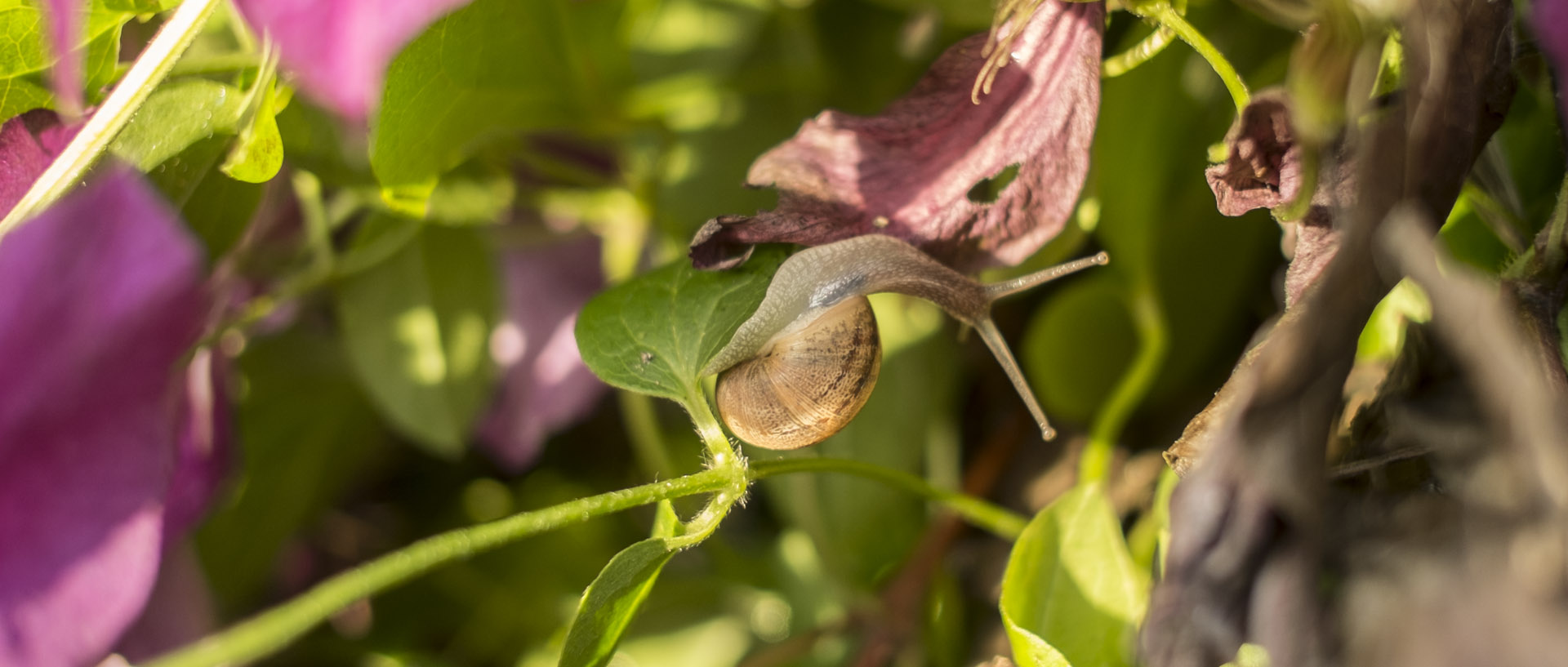 Escargot / Snail Lundi 28 juillet 2014, 20:25, Croix