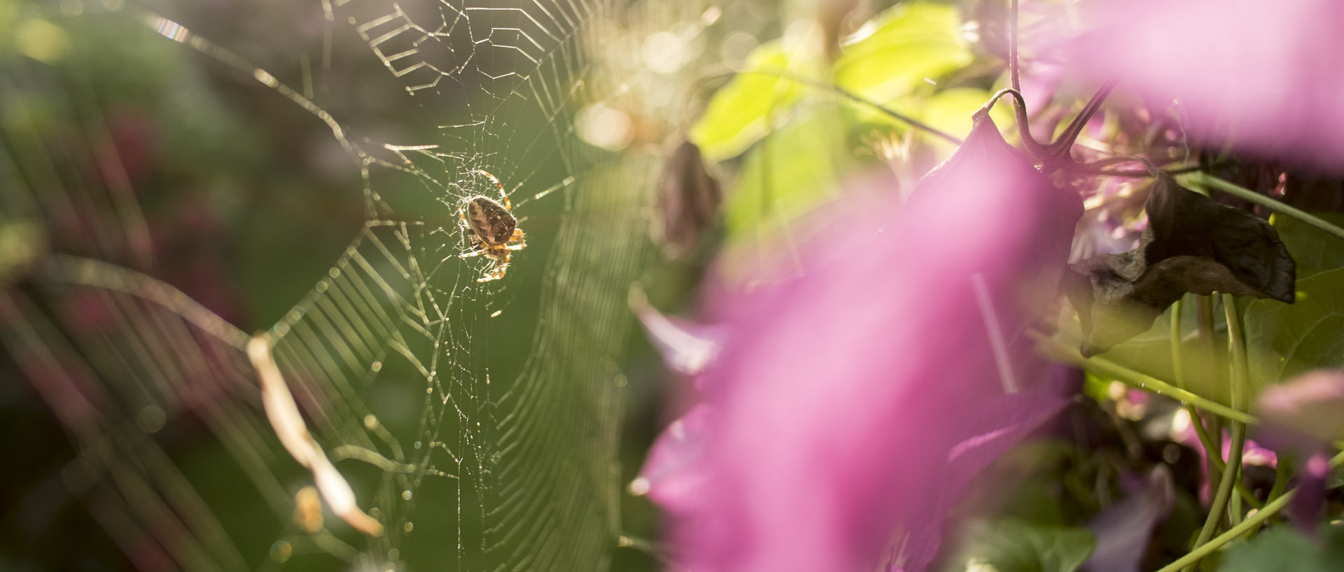 Araignée / Spider Lundi 28 juillet 2014, 20:29, Croix