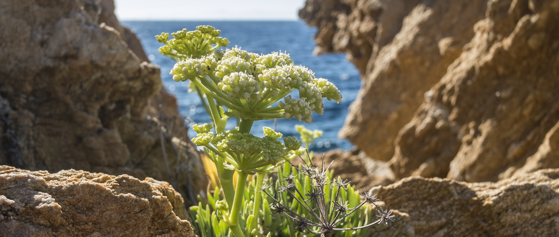 Lundi 3 août 2015, 18:04, île du Levant